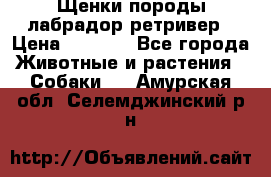 Щенки породы лабрадор ретривер › Цена ­ 8 000 - Все города Животные и растения » Собаки   . Амурская обл.,Селемджинский р-н